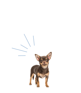 Mr. Wiggles